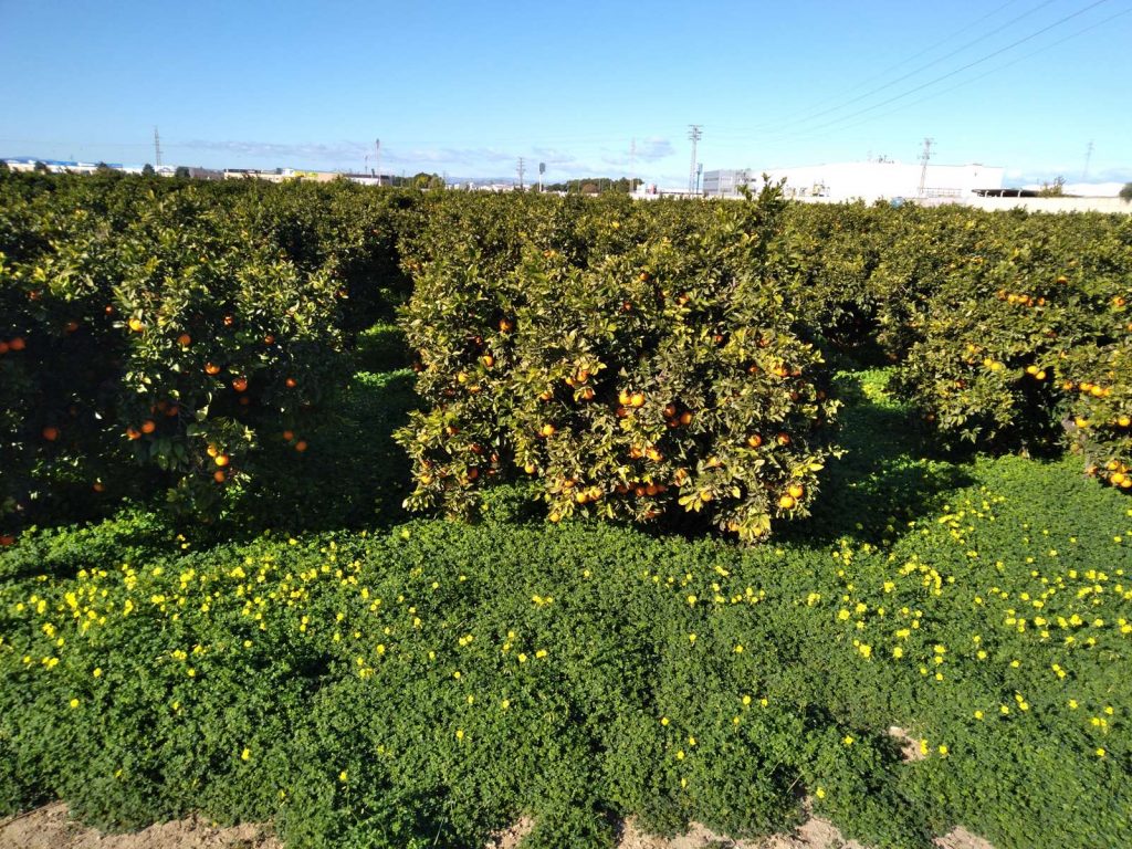 Les orangers à la sortie de Cartarroja