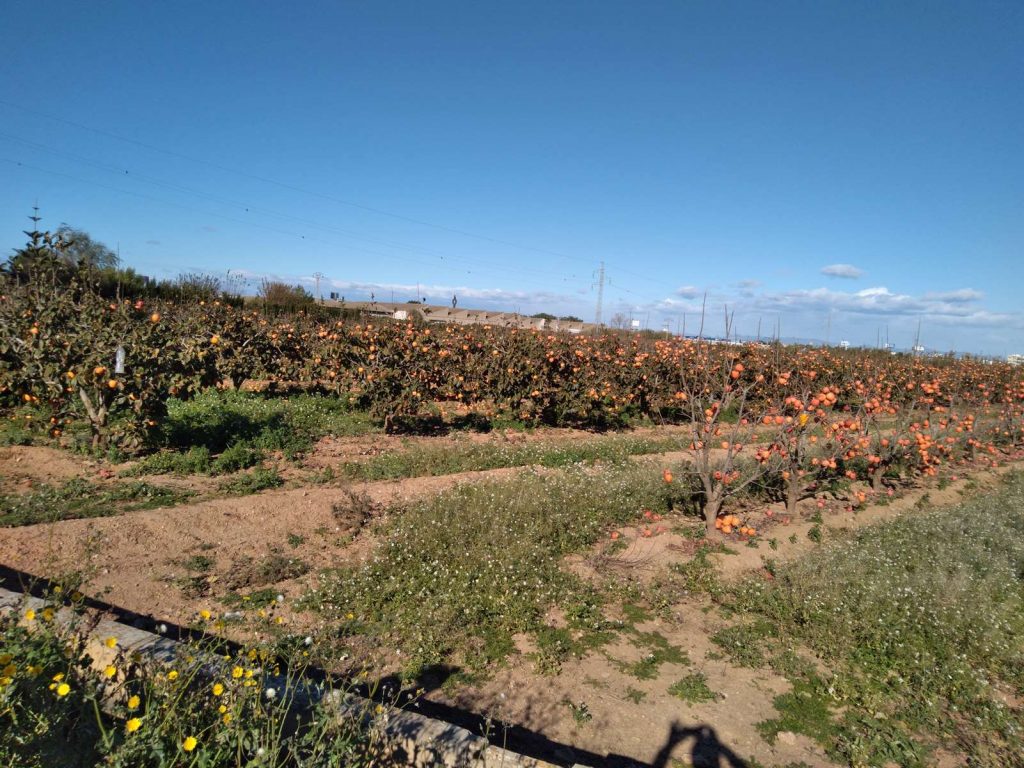 En premier plan les kakis