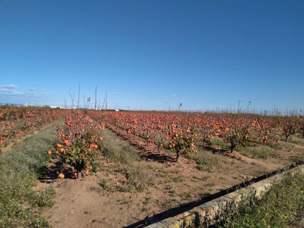 Champs de kakis en bord de route