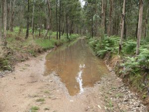 3 Le chemin très boueux vers Albergaria